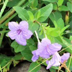 hairy ruellia thumbnail 4