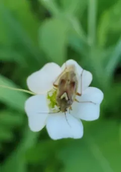 Western Tarnished Plant Bug thumbnail 2