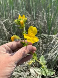 Scouler's Monkeyflower thumbnail 2