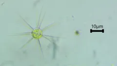 Golenkinia radiata thumbnail 3