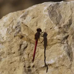 Autumn Meadowhawk thumbnail 4