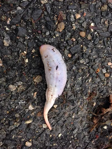 Little Sea Cucumber