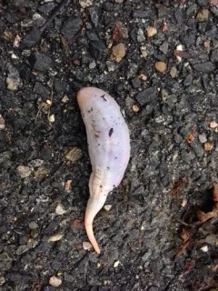 Little Sea Cucumber thumbnail 1