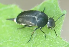 Mordella lunulata thumbnail 2