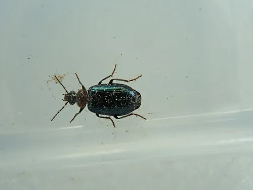 Lebia cyanipennis