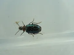 Lebia cyanipennis thumbnail 1