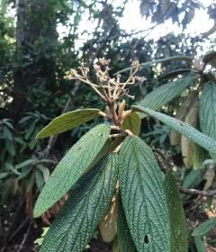 Leatherleaf viburnum thumbnail 3