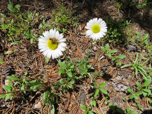 Myopa rubida