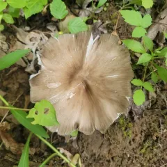 Eastern American Platterful Mushroom thumbnail 3