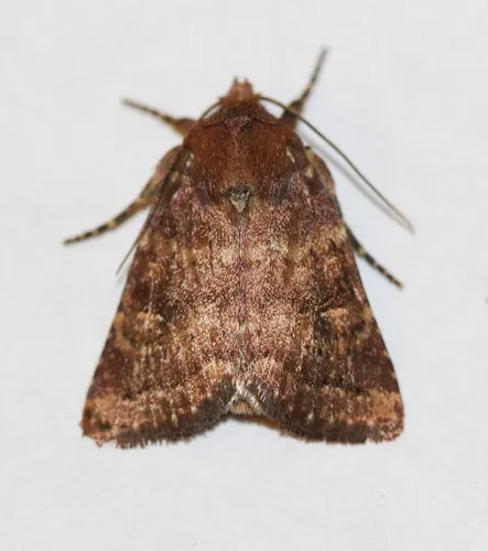 Pseudorthodes irrorata