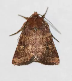 Pseudorthodes irrorata thumbnail 1