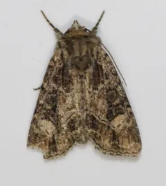 Paraseptis adnixa thumbnail 4