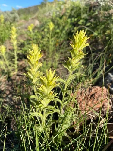 sticky paintbrush