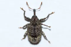 Pigweed Curculio thumbnail 3