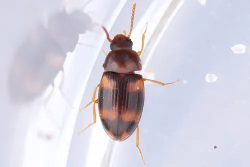 Alphitophagus bifasciatus