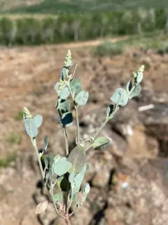 pinyon goosefoot thumbnail 2