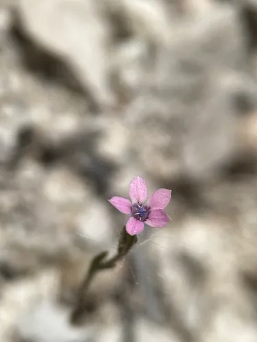 Alva Day's Pincushionplant