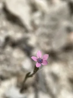 Alva Day's Pincushionplant thumbnail 1