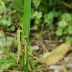 Short-winged Green Grasshopper thumbnail 2