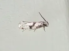 Nemapogon geniculatella thumbnail 2