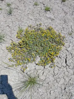 yellow phacelia thumbnail 2