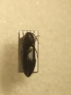 Onichodon canadensis thumbnail 4