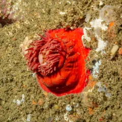 Christmas Anemone thumbnail 2