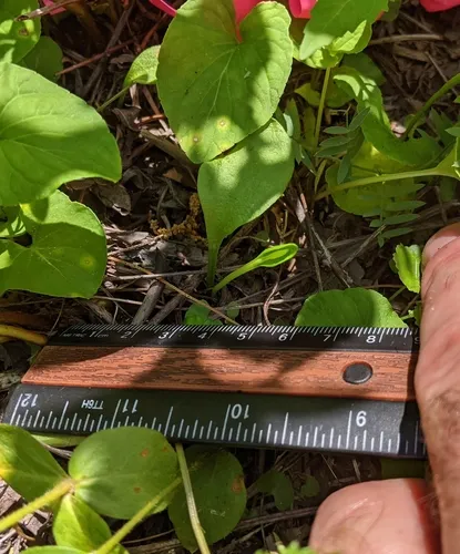 northern adder's-tongue