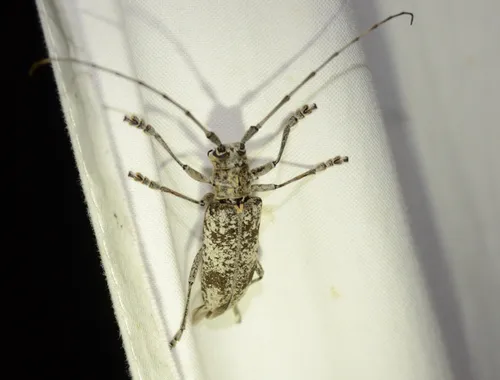 White Oak Borer