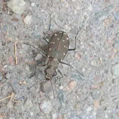 Twelve-spotted Tiger Beetle thumbnail 4