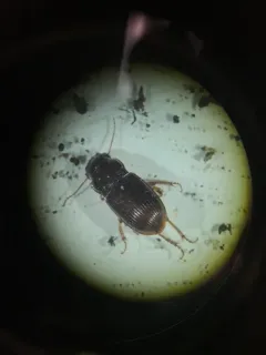 Dubious Harp Ground Beetle thumbnail 1