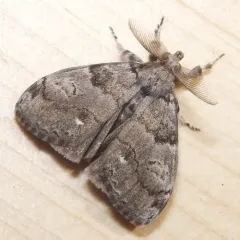 White-marked Tussock Moth thumbnail 4