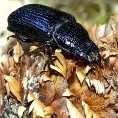 Ceruchus striatus thumbnail 3