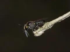 Yellow-faced Micropanther thumbnail 3