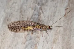 Eremochrysa canadensis thumbnail 2