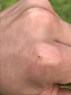 Araneus alboventris thumbnail 2
