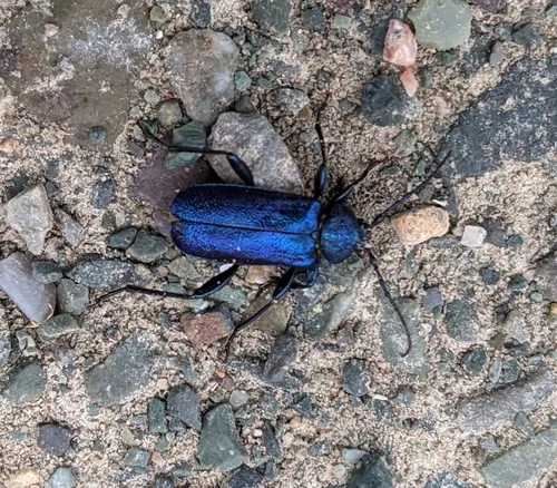 Violet tanbark beetle