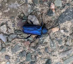 Violet tanbark beetle thumbnail 1
