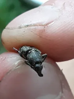 Pitch-eating Weevil thumbnail 2