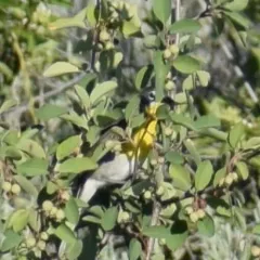 Yellow-breasted Chat thumbnail 2
