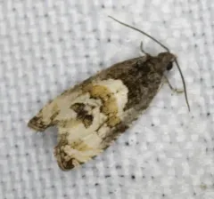 Impudent Hulda Moth thumbnail 4
