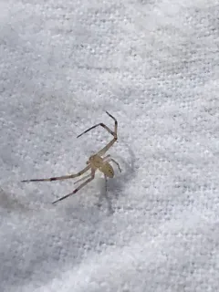 Swift Crab Spider thumbnail 3