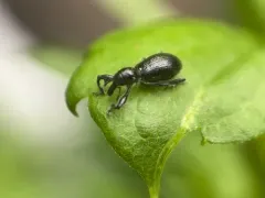 Myrmex myrmex thumbnail 1