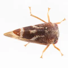 Cyrtolobus fuscipennis thumbnail 4