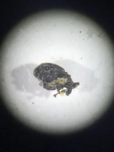 Sooty Minute Seed Weevil