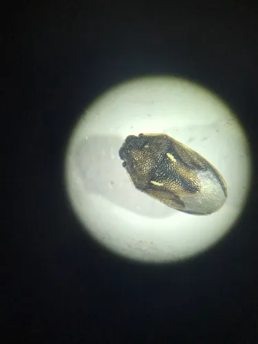 Neottiglossa sulcifrons