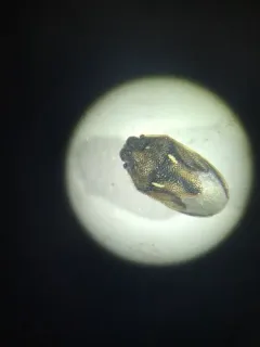 Neottiglossa sulcifrons thumbnail 1
