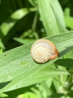 Carthusian Snail thumbnail 4