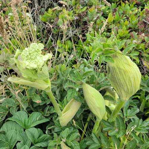Henderson's angelica