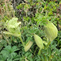 Henderson's angelica thumbnail 1